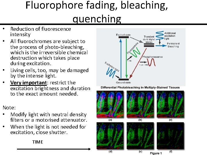 Fluorophore fading, bleaching, quenching • Reduction of fluorescence intensity • All fluorochromes are subject