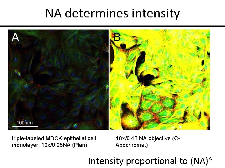 NA determines intensity triple-labeled MDCK epithelial cell monolayer, 10 x/0. 25 NA (Plan) 10×/0.
