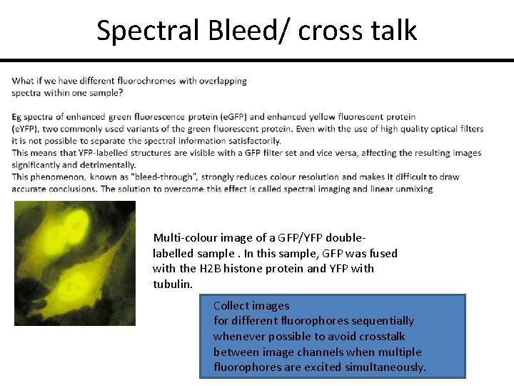 Spectral Bleed/ cross talk Multi-colour image of a GFP/YFP doublelabelled sample. In this sample,