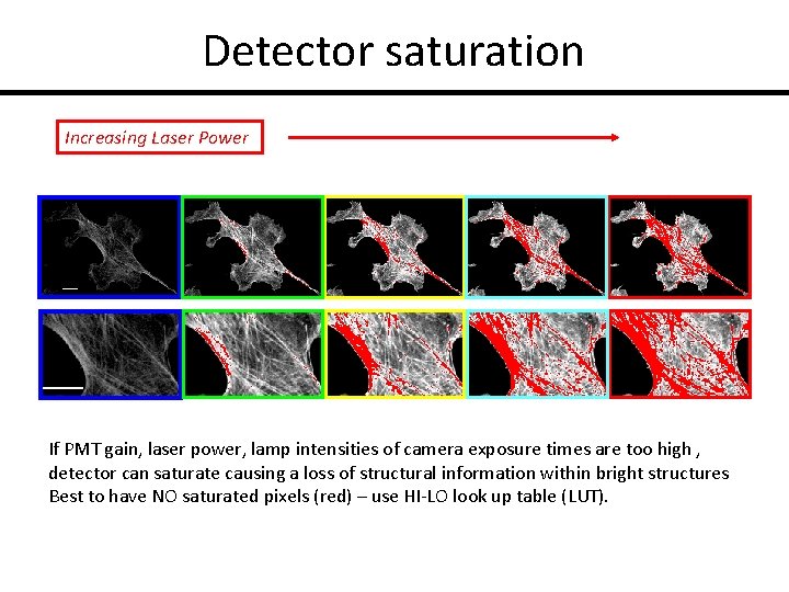 Detector saturation Increasing Laser Power If PMT gain, laser power, lamp intensities of camera