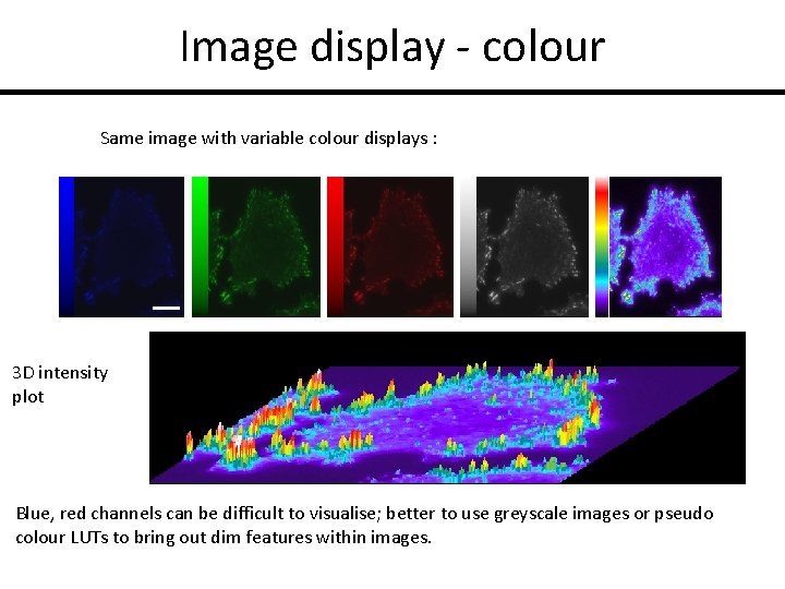 Image display - colour Same image with variable colour displays : 3 D intensity