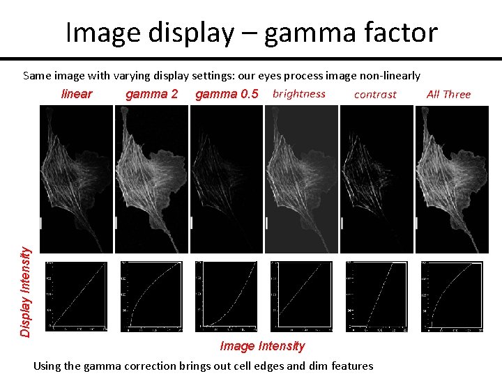 Image display – gamma factor Display Intensity Same image with varying display settings: our