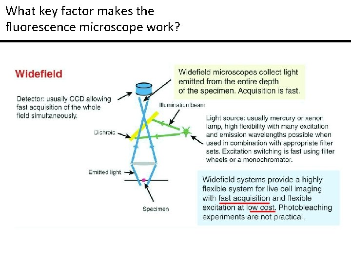 What key factor makes the fluorescence microscope work? 