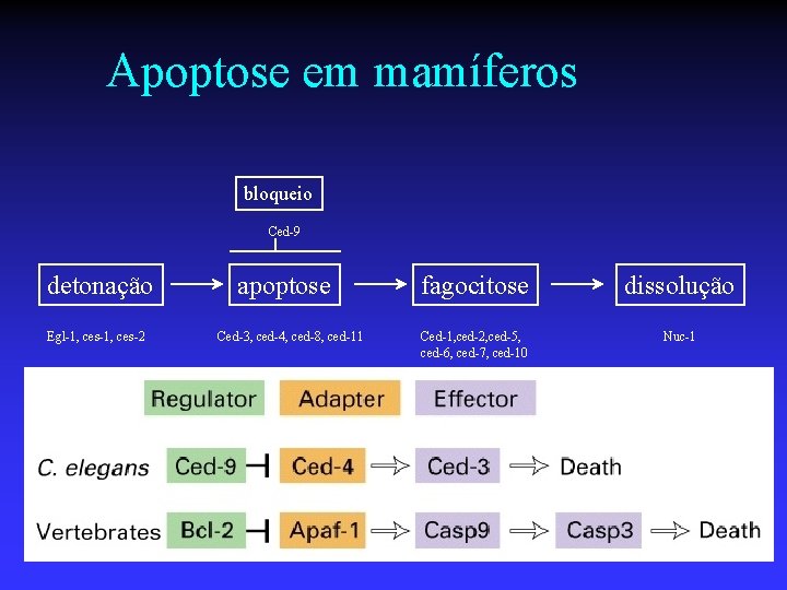 Apoptose em mamíferos bloqueio Ced-9 detonação Egl-1, ces-2 apoptose Ced-3, ced-4, ced-8, ced-11 fagocitose