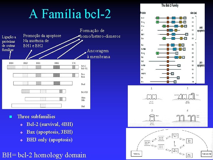 A Família bcl-2 Ligação a proteínas de outras famílias n Promoção da apoptose Na