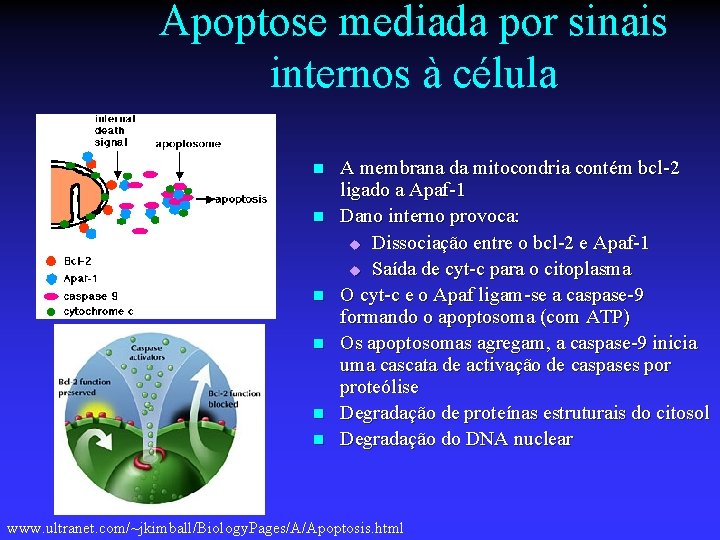 Apoptose mediada por sinais internos à célula n n n A membrana da mitocondria