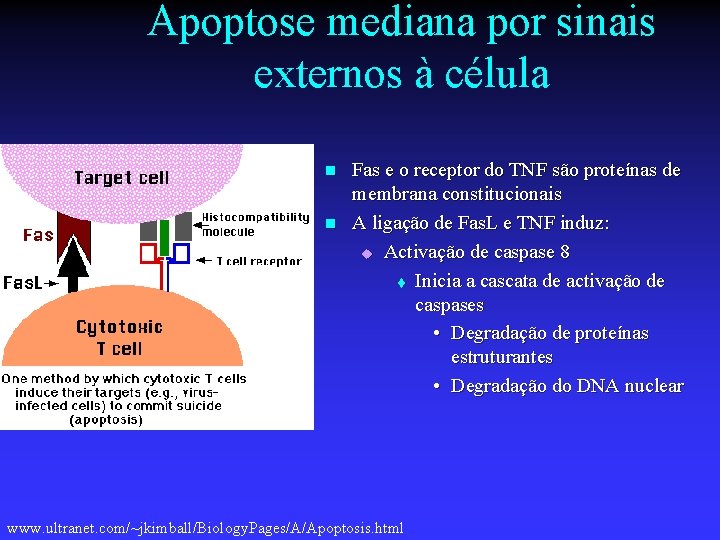 Apoptose mediana por sinais externos à célula n n Fas e o receptor do