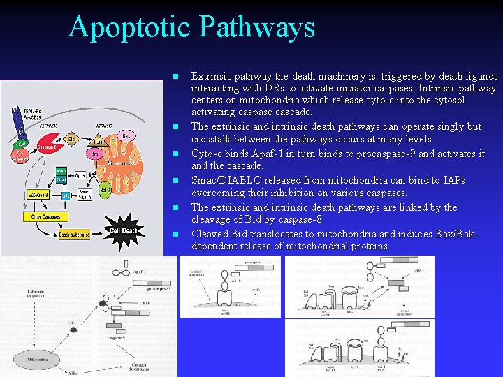 Apoptotic Pathways n n n Extrinsic pathway the death machinery is triggered by death