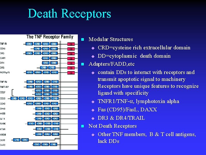 Death Receptors n n n Modular Structures u CRD=cysteine rich extracellular domain u DD=cytoplasmic