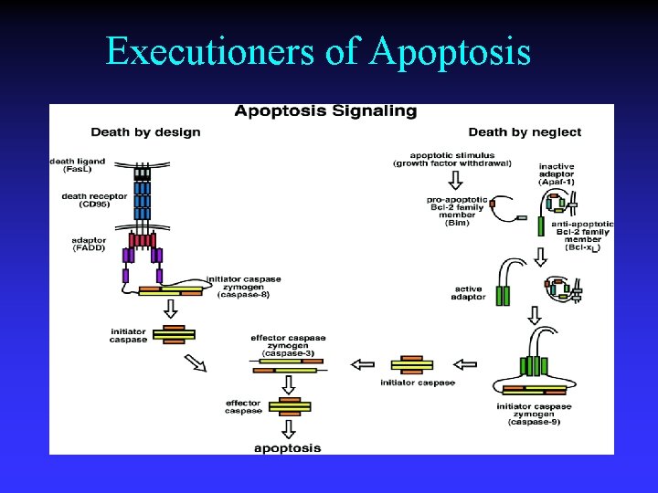 Executioners of Apoptosis 
