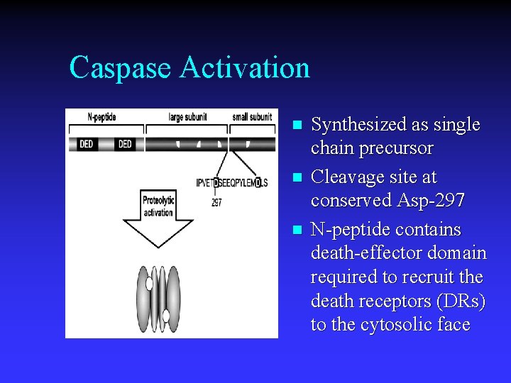 Caspase Activation n Synthesized as single chain precursor Cleavage site at conserved Asp-297 N-peptide