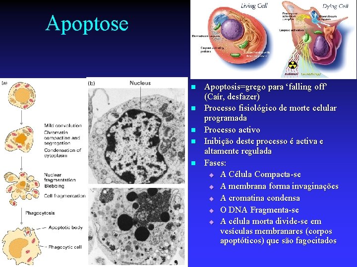Apoptose n n n Apoptosis=grego para ‘falling off’ (Caír, desfazer) Processo fisiológico de morte