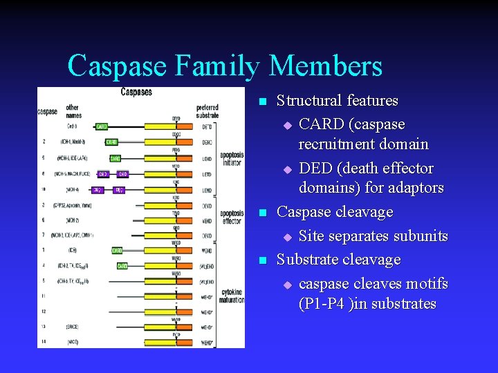Caspase Family Members n n n Structural features u CARD (caspase recruitment domain u