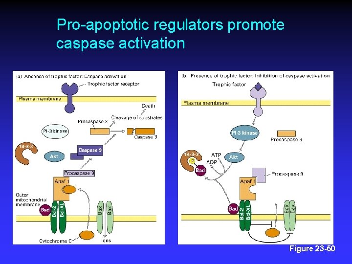 Pro-apoptotic regulators promote caspase activation Figure 23 -50 