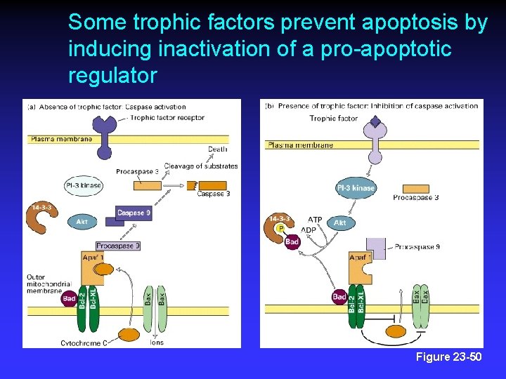 Some trophic factors prevent apoptosis by inducing inactivation of a pro-apoptotic regulator Figure 23