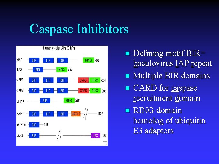 Caspase Inhibitors n n Defining motif BIR= baculovirus IAP repeat Multiple BIR domains CARD