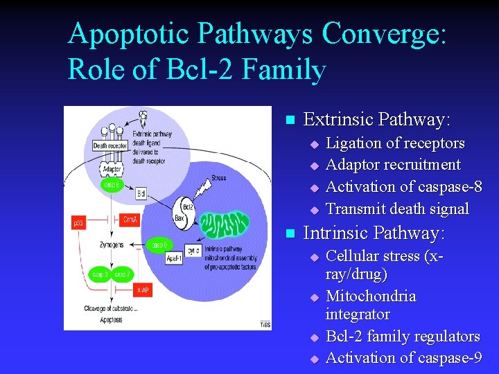 Apoptotic Pathways Converge: Role of Bcl-2 Family n Extrinsic Pathway: u u n Ligation