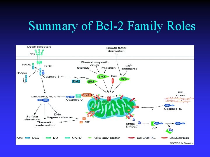 Summary of Bcl-2 Family Roles 