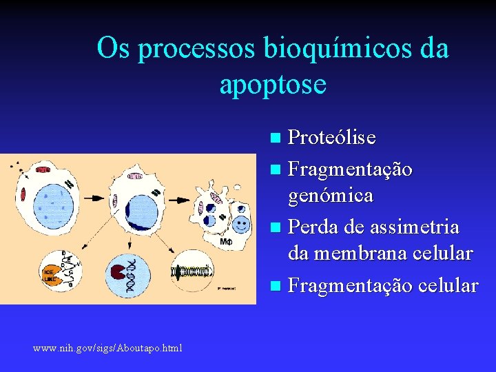 Os processos bioquímicos da apoptose Proteólise n Fragmentação genómica n Perda de assimetria da