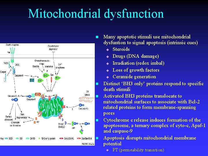 Mitochondrial dysfunction n n Many apoptotic stimuli use mitochondrial dysfuntion to signal apoptosis (intrinsic