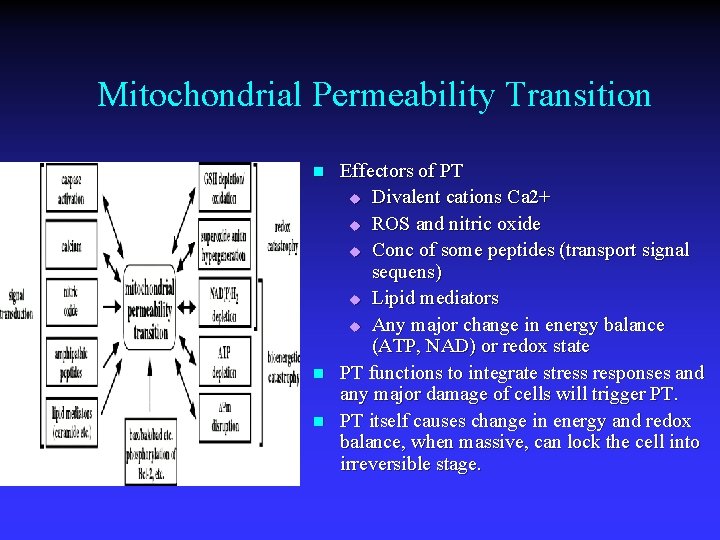 Mitochondrial Permeability Transition n Effectors of PT u Divalent cations Ca 2+ u ROS