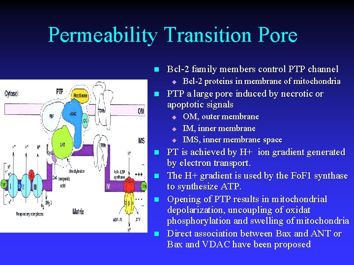 Permeability Transition Pore n Bcl-2 family members control PTP channel u n PTP a