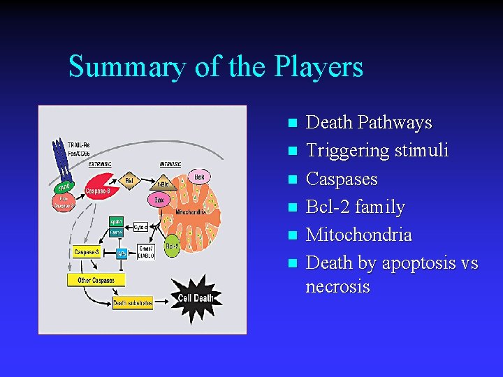 Summary of the Players n n n Death Pathways Triggering stimuli Caspases Bcl-2 family