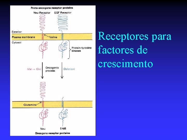 Receptores para factores de crescimento 