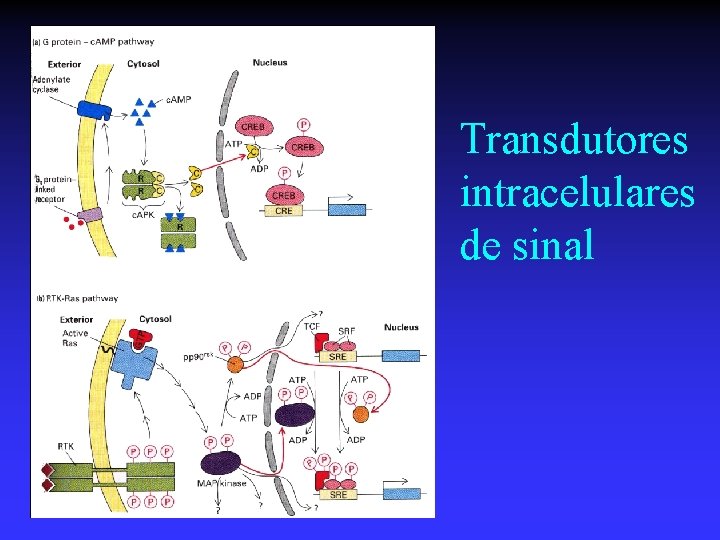 Transdutores intracelulares de sinal 