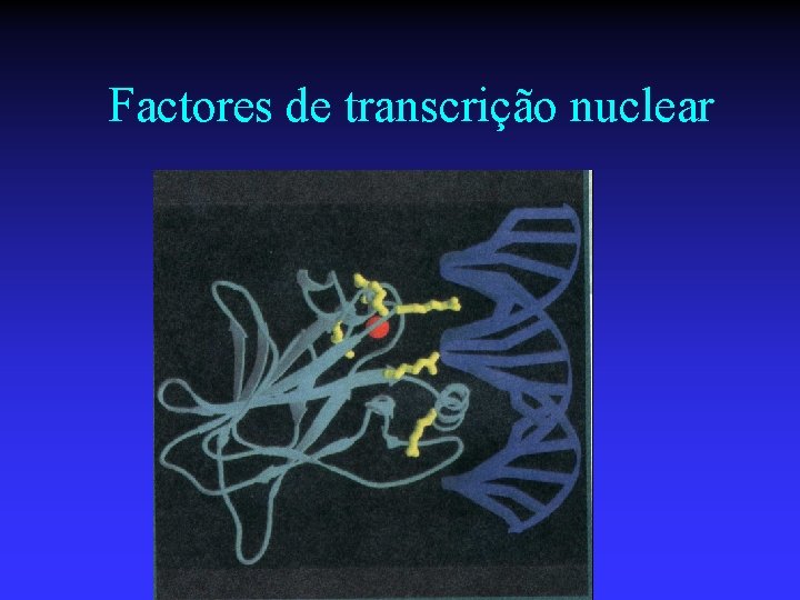 Factores de transcrição nuclear 