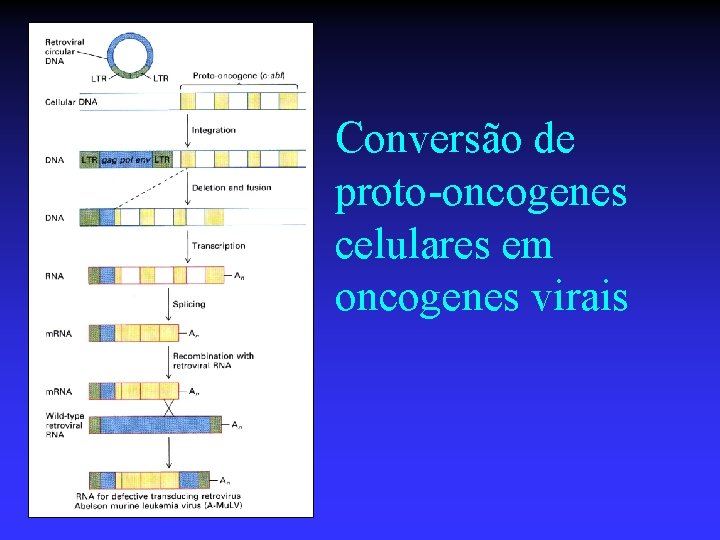 Conversão de proto-oncogenes celulares em oncogenes virais 