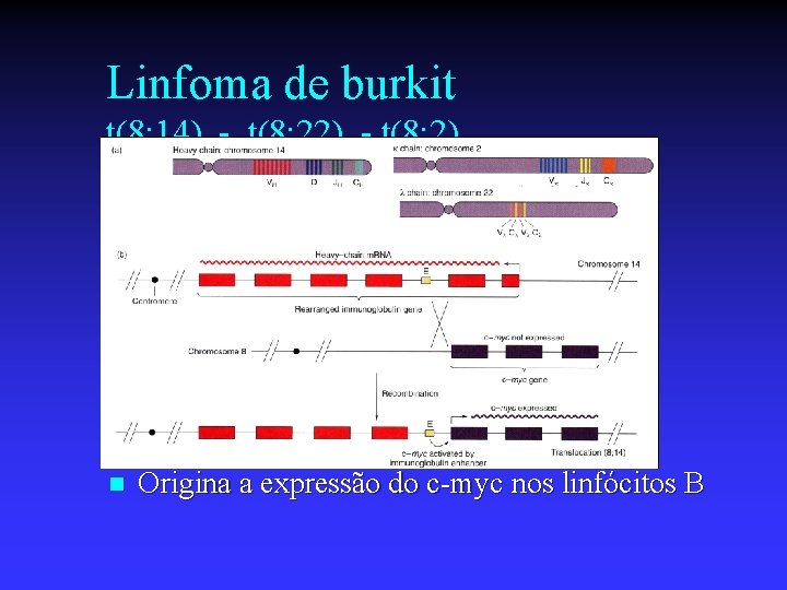 Linfoma de burkit t(8; 14) - t(8; 22) - t(8; 2) n Origina a