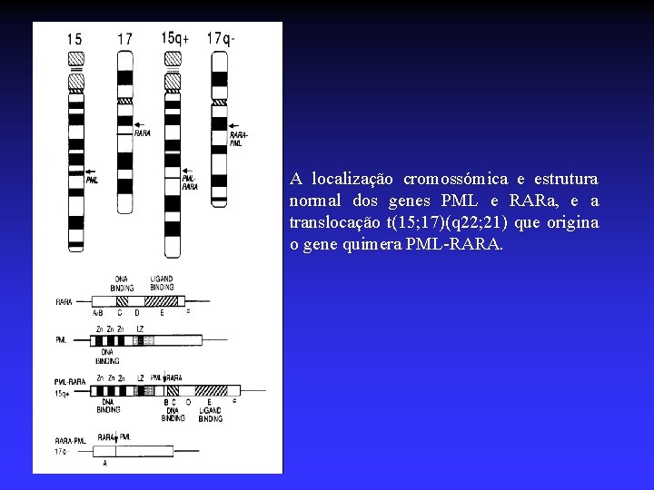 pml/rar A localização cromossómica e estrutura normal dos genes PML e RARa, e a