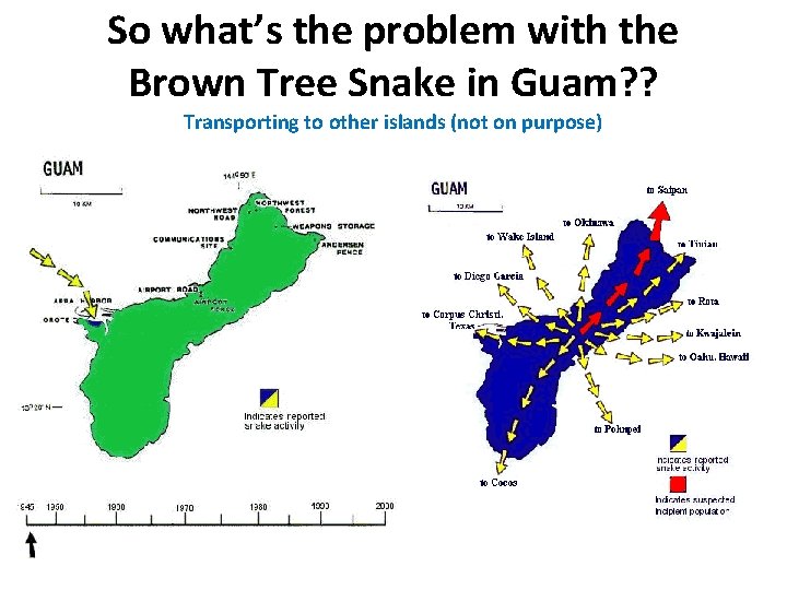 So what’s the problem with the Brown Tree Snake in Guam? ? Transporting to