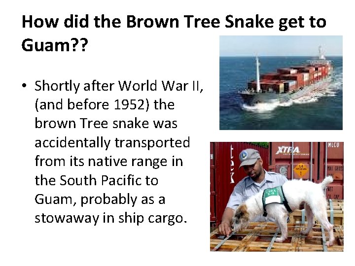 How did the Brown Tree Snake get to Guam? ? • Shortly after World