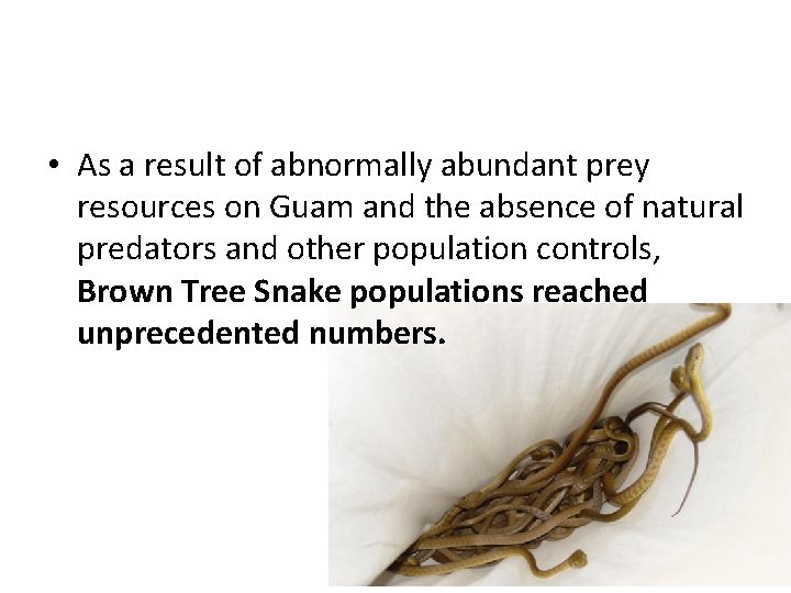  • As a result of abnormally abundant prey resources on Guam and the