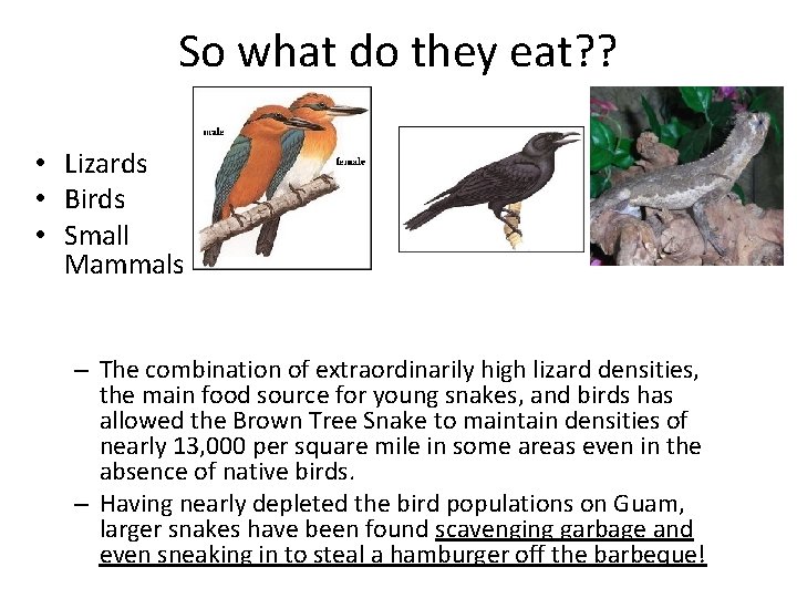 So what do they eat? ? • Lizards • Birds • Small Mammals –