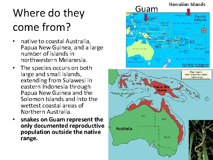 Where do they come from? • native to coastal Australia, Papua New Guinea, and
