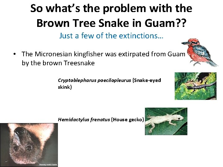 So what’s the problem with the Brown Tree Snake in Guam? ? Just a