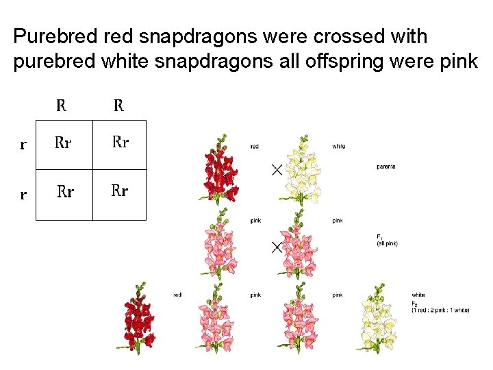 Purebred snapdragons were crossed with purebred white snapdragons all offspring were pink 