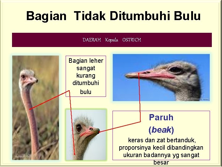 Bagian Tidak Ditumbuhi Bulu DAERAH Kepala OSTRICH Bagian leher sangat kurang ditumbuhi bulu Paruh