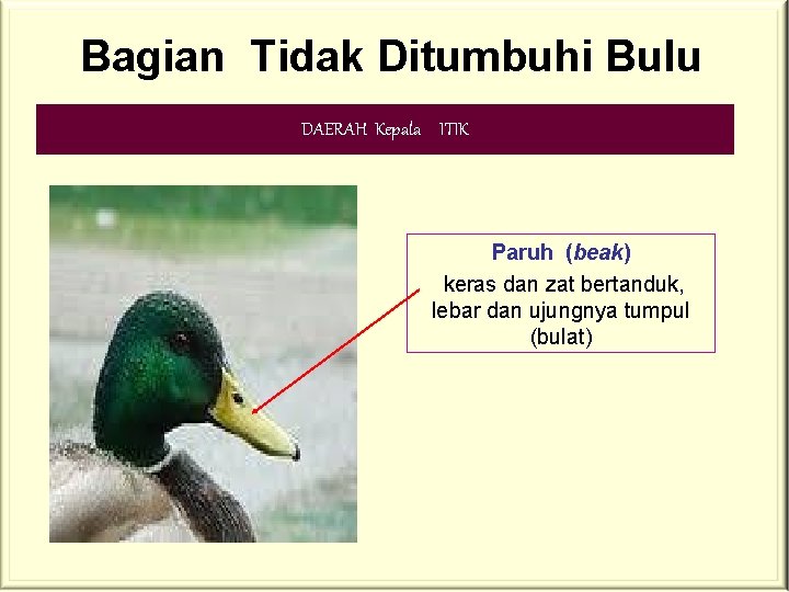 Bagian Tidak Ditumbuhi Bulu DAERAH Kepala ITIK Paruh (beak) keras dan zat bertanduk, lebar