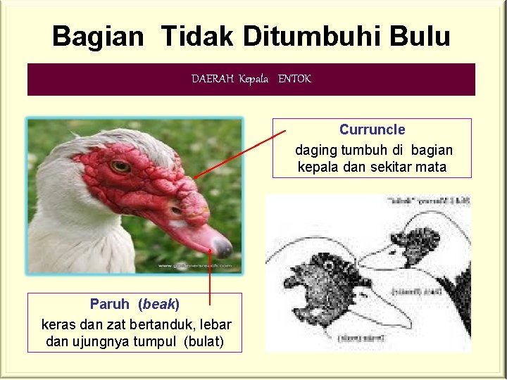 Bagian Tidak Ditumbuhi Bulu DAERAH Kepala ENTOK Curruncle daging tumbuh di bagian kepala dan