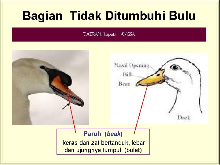 Bagian Tidak Ditumbuhi Bulu DAERAH Kepala ANGSA Paruh (beak) keras dan zat bertanduk, lebar