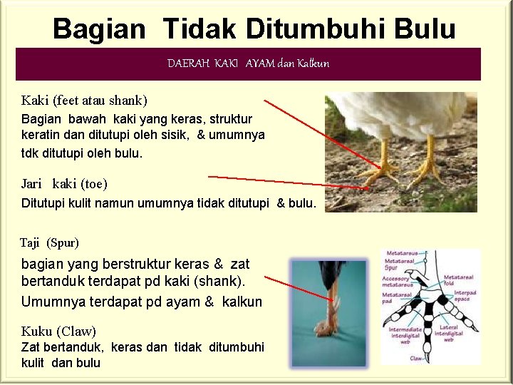 Bagian Tidak Ditumbuhi Bulu DAERAH KAKI AYAM dan Kalkun Kaki (feet atau shank) Bagian