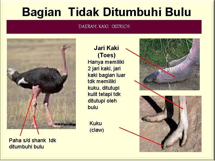 Bagian Tidak Ditumbuhi Bulu DAERAH KAKI OSTRICH Jari Kaki (Toes) Hanya memiliki 2 jari