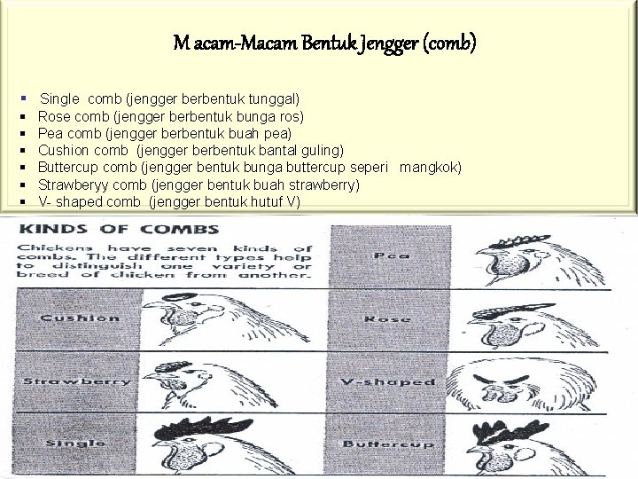 M acam-Macam Bentuk Jengger (comb) § Single comb (jengger berbentuk tunggal) § Rose comb