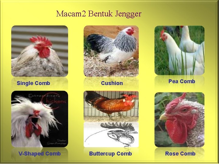 Macam 2 Bentuk Jengger Single Comb V-Shaped Comb Cushion Pea Comb Buttercup Comb Rose