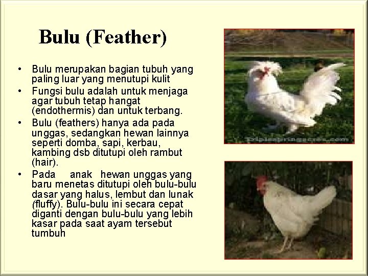 Bulu (Feather) • Bulu merupakan bagian tubuh yang paling luar yang menutupi kulit •