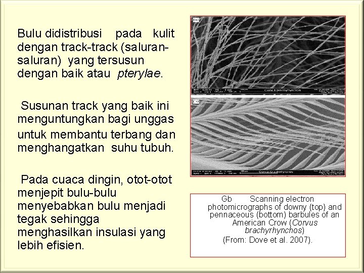  Bulu didistribusi pada kulit dengan track-track (saluran) yang tersusun dengan baik atau pterylae.